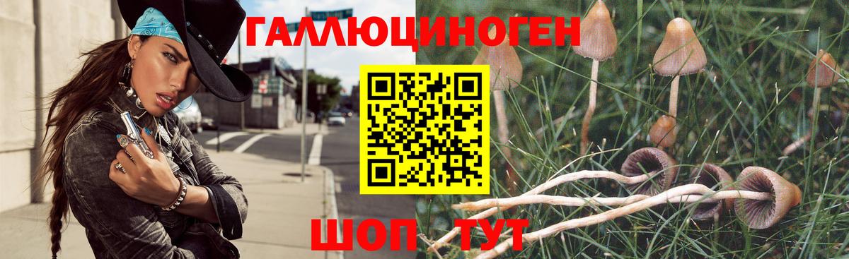 Галлюциногенные грибы Psilocybe Орёл